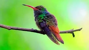 Rufous-tailed hummingbird — one of 365 bird species recorded at the refuge.