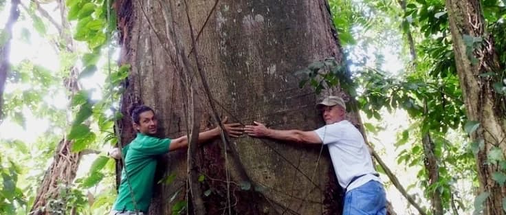 Jack Ewing with a guide measuring/embracing a giant tree — strong legacy image.